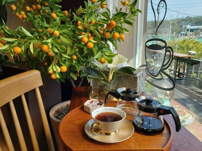 A tray of hand drip coffee next to a citrus fruit plant at Hyangi Café in Goseong, Gyeongnam, Korea