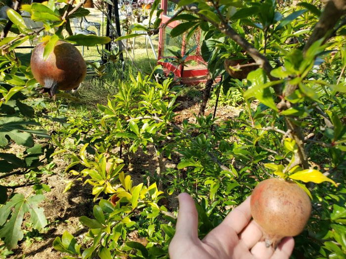 A pomegranate tree growing in a garden