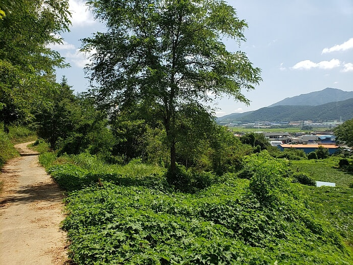 A path through a thicket with a view of mountains and a village