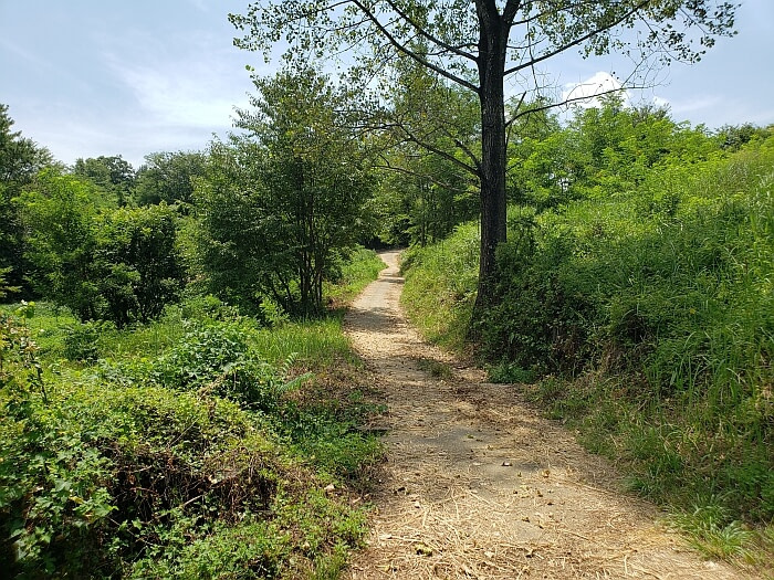 A path through a thicket towards a café in the Korean countryside