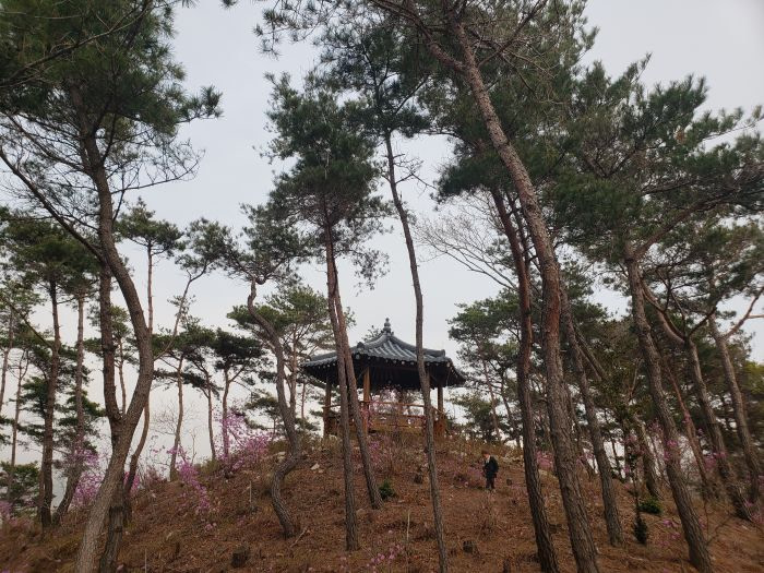 A gazebo atop a hill with sparsely covered trees and purple azaleas