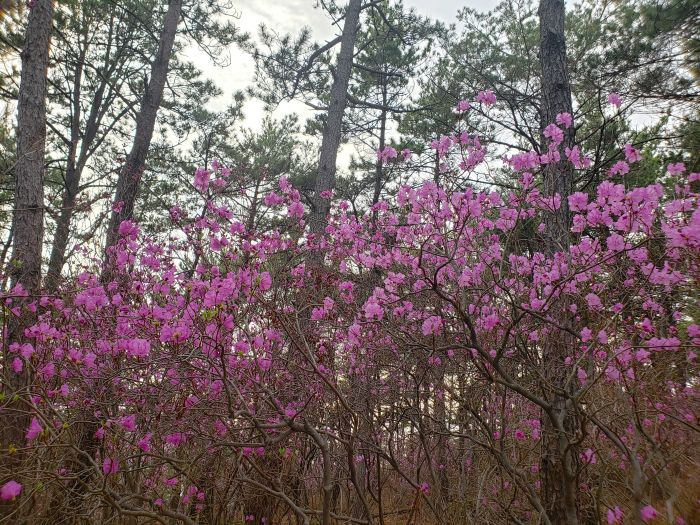 Pink azalea flowering bushes on Boli Island