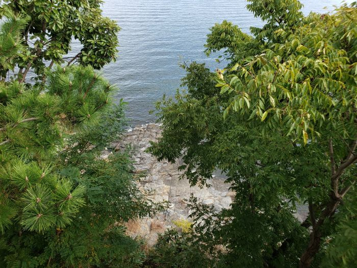 A rocky shore from above, behind trees