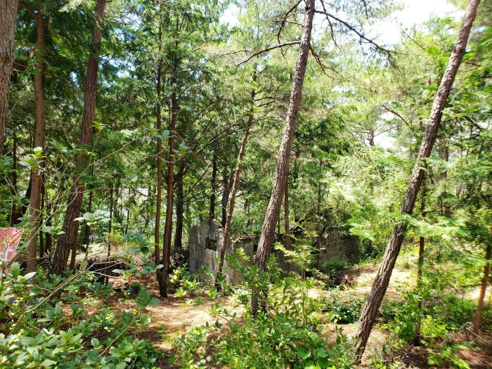 Ruins of a house or some structure in the forest on an island