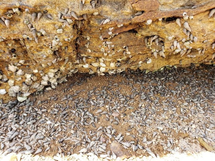 Shells scattered all over the rock surface