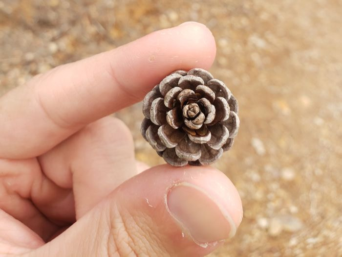 A small, round pinecone resembling a rose