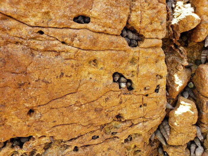 Small shells inside small holes in the rock