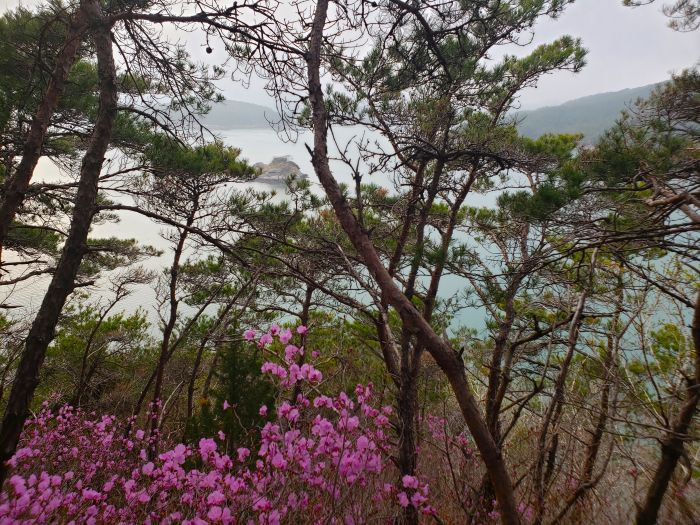 A tiny island visible through trees and purple azalea flowers