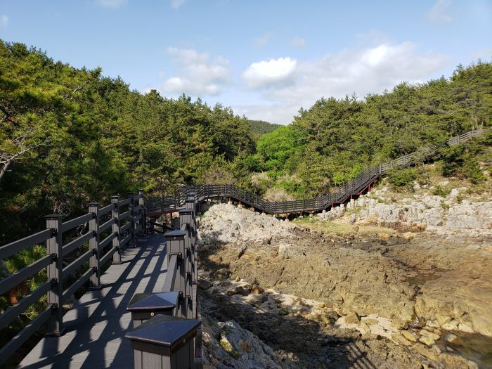 A winding boardwalk over rocks along a pine forest