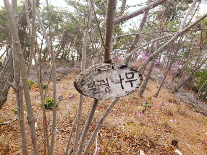 덜꿩나무 Viburnum erosum tree labeled on Boli Island in Korea