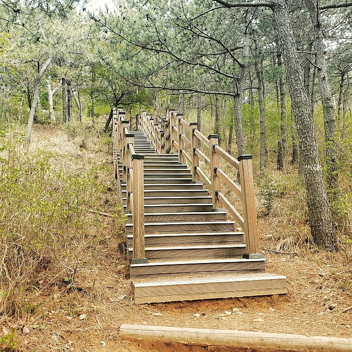 A long set of wooden stairs leading up through pine trees and bushes