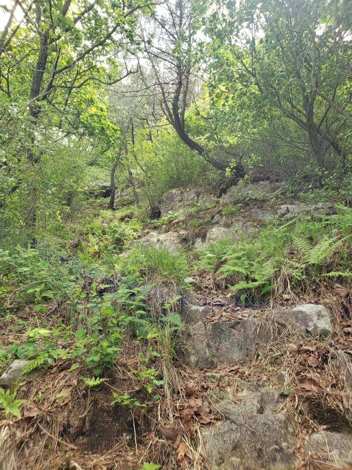 An incline of rocks and ferns amid small trees and stubble