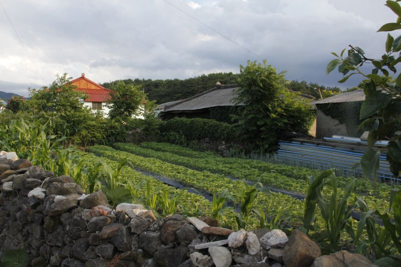 Sesame plants growing in a village in Korea surrounded by a rock wall