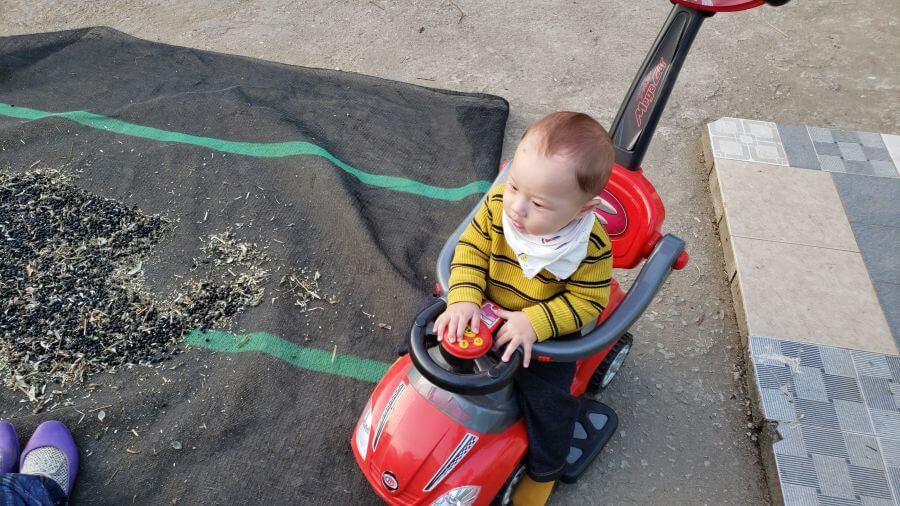 Harvested black beans spread out on the driveway with baby Noah next to them in a red toy car