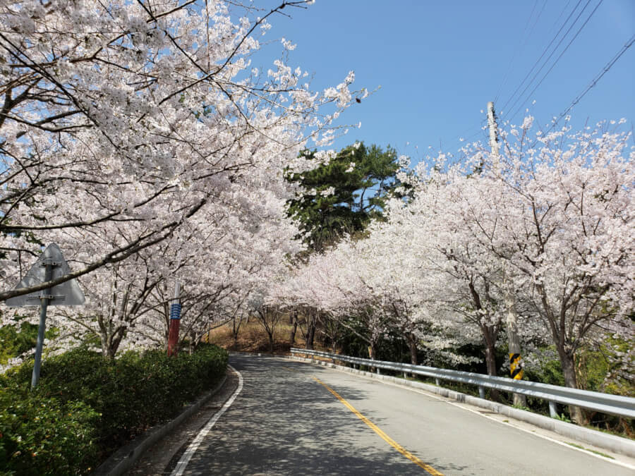 Cherry blossoms on the road to Namsan