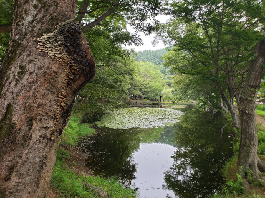 Jangsan forest and pond