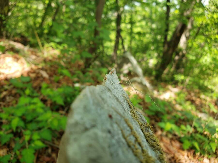 Stick bug on a rock