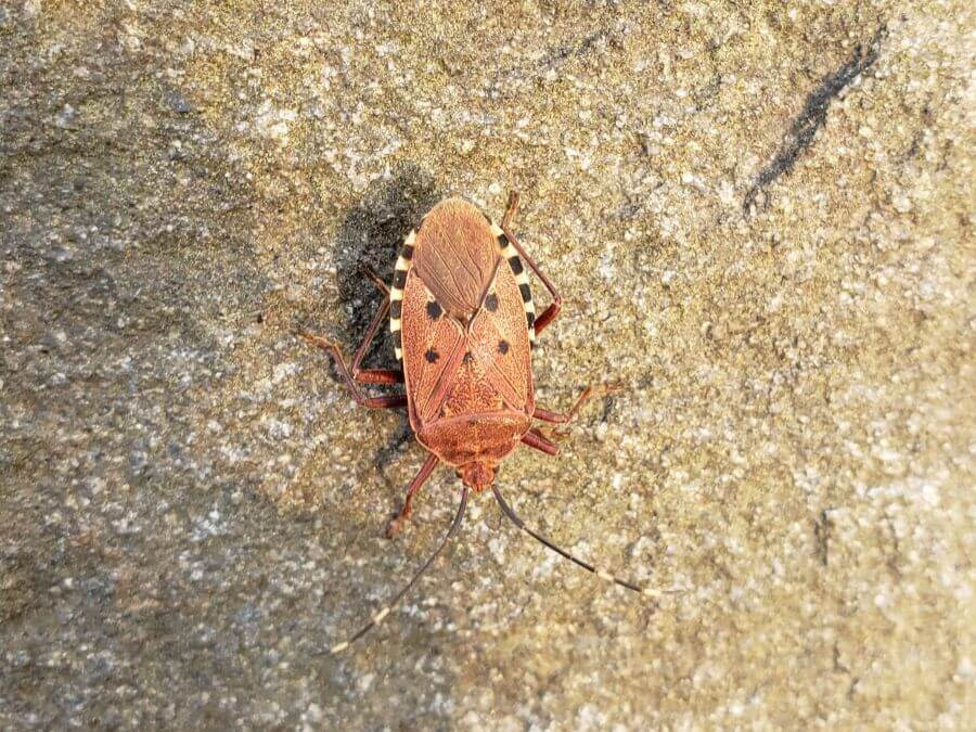 Brown stink bug