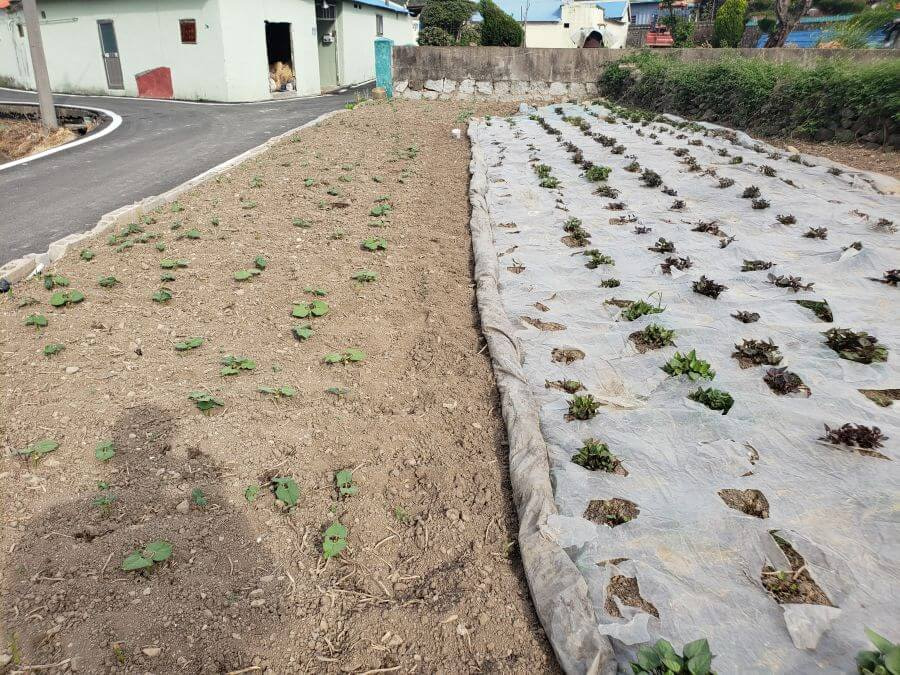 Bean and sweet potatoes growing in a garden in South Korea