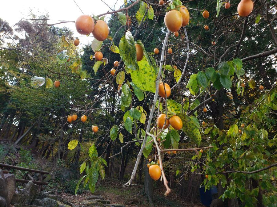 A bunch of hongshi persimmons on a tree