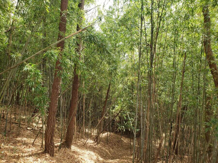 The entrance to a bamboo forest trail