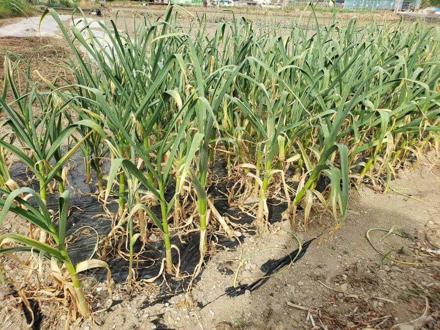 Garlic plants growing in a garden