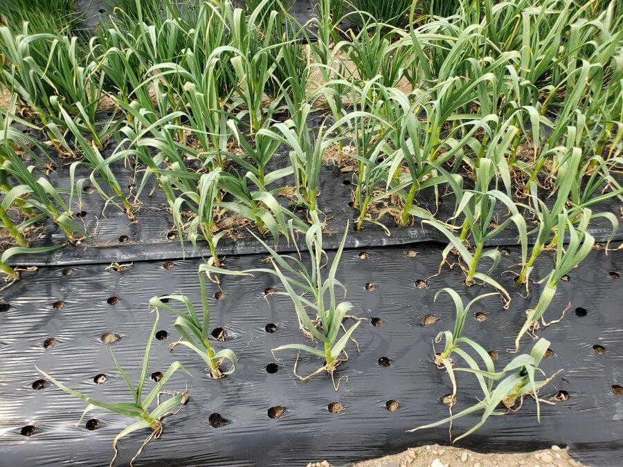 Garlic shoots growing through holes in plastic sheet