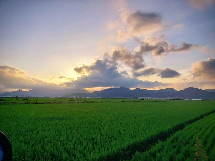 Green rice fields during a sunset with a mountainous background