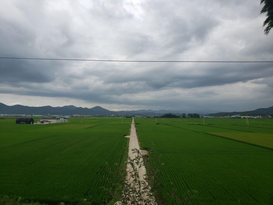 Green rice fields split by a country road on a cloudy day