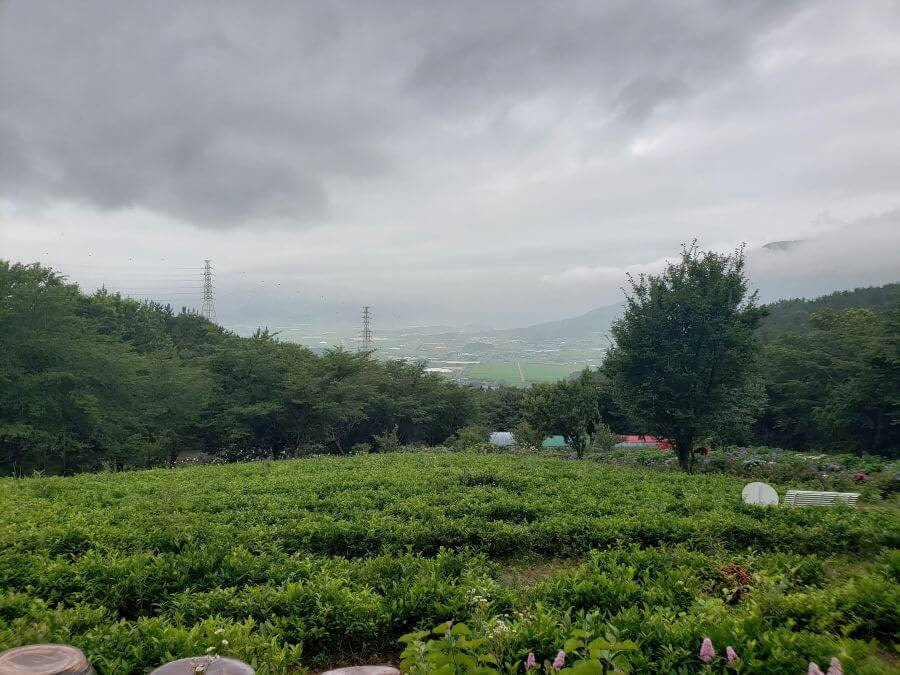 Green tea growing on a hillside in Goseong, Gyeongnam, Korea