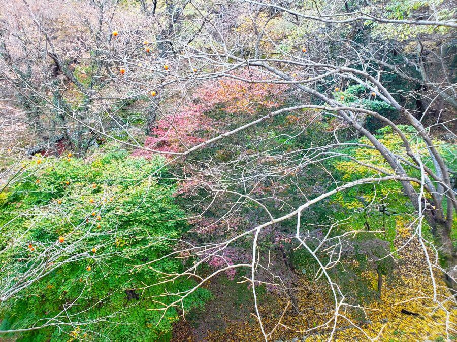 Hongshi persimmons growing on bare trees