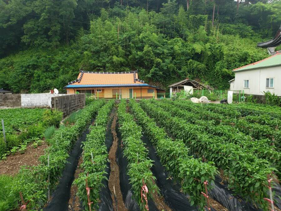 Hot peppers growing in South Korea