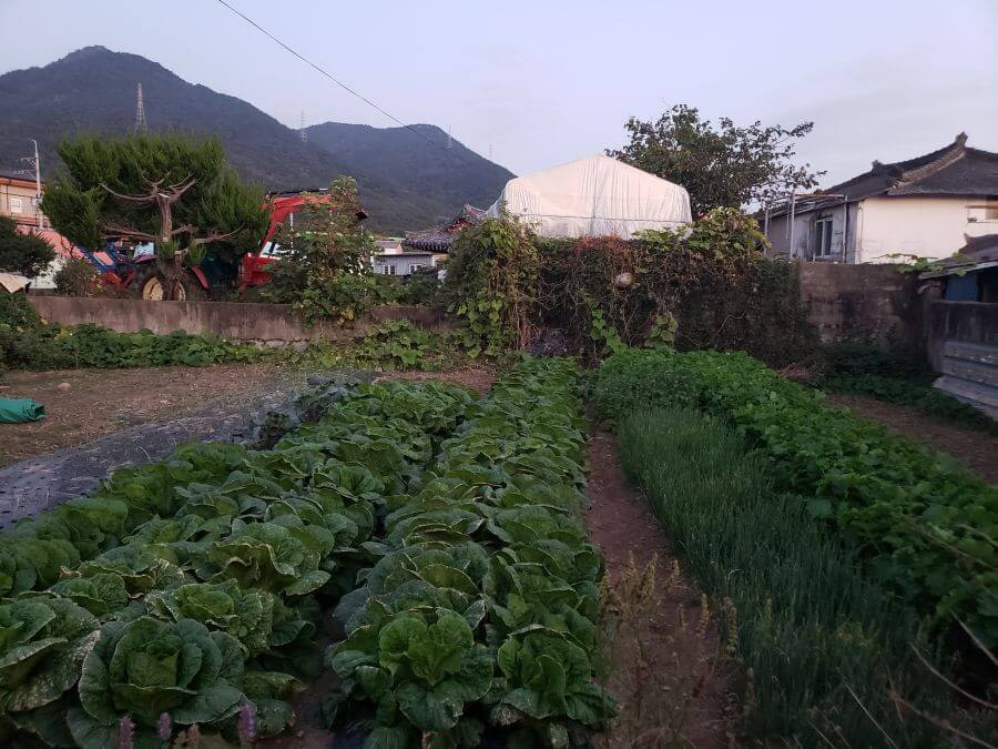 A Korean vegetable garden consisting of cabbage, green onion, and radish