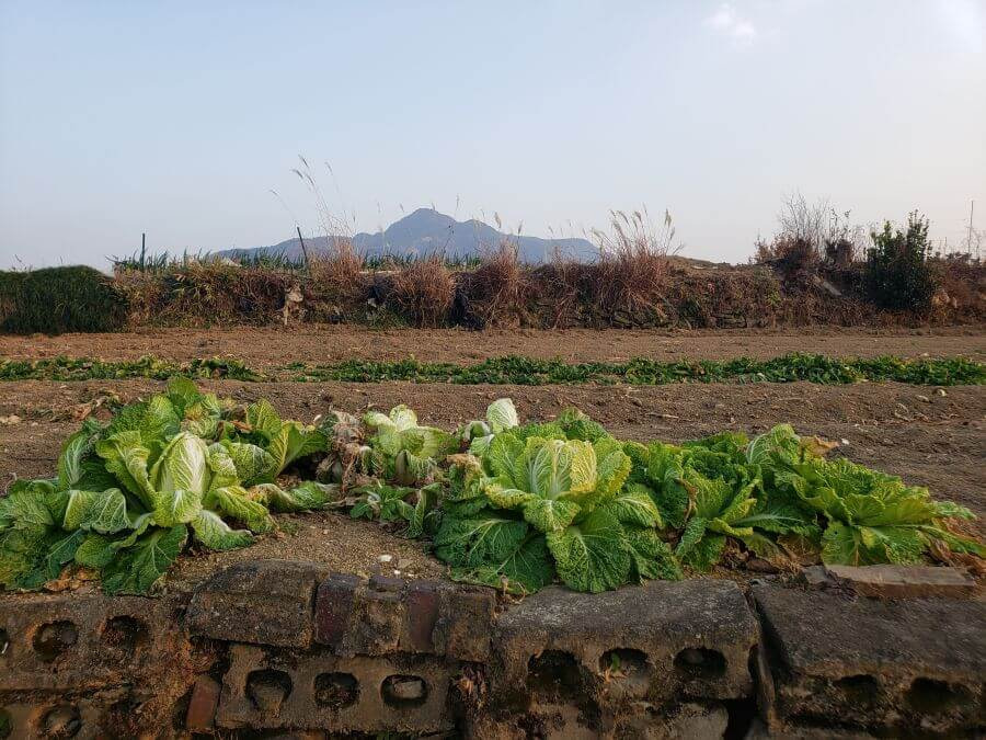 Large cabbage plants growing in a dirt field
