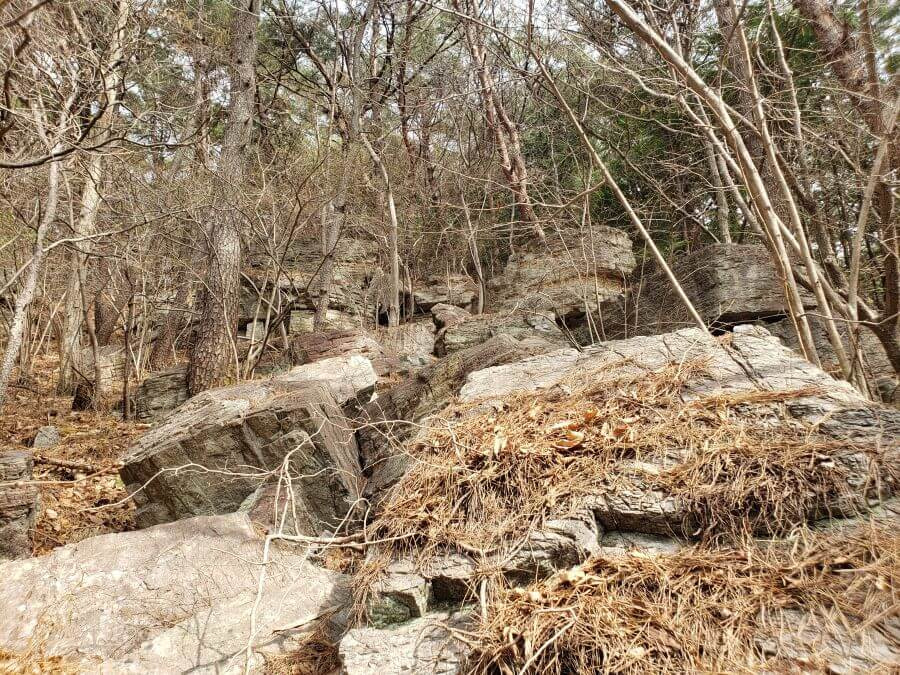 Large rocks on a mountainside covered with pine needles