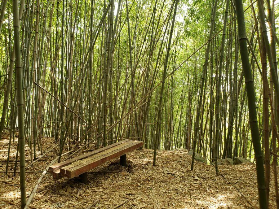 An old, wooden bench in the bamboo forest