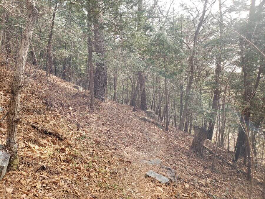 A path along the mountainside under pine trees