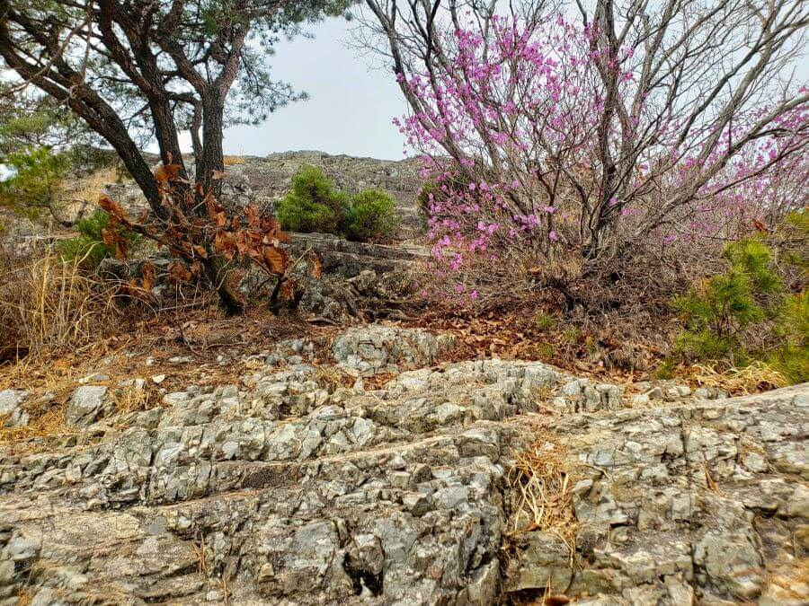 A pink flower bush growing from a rocky slope