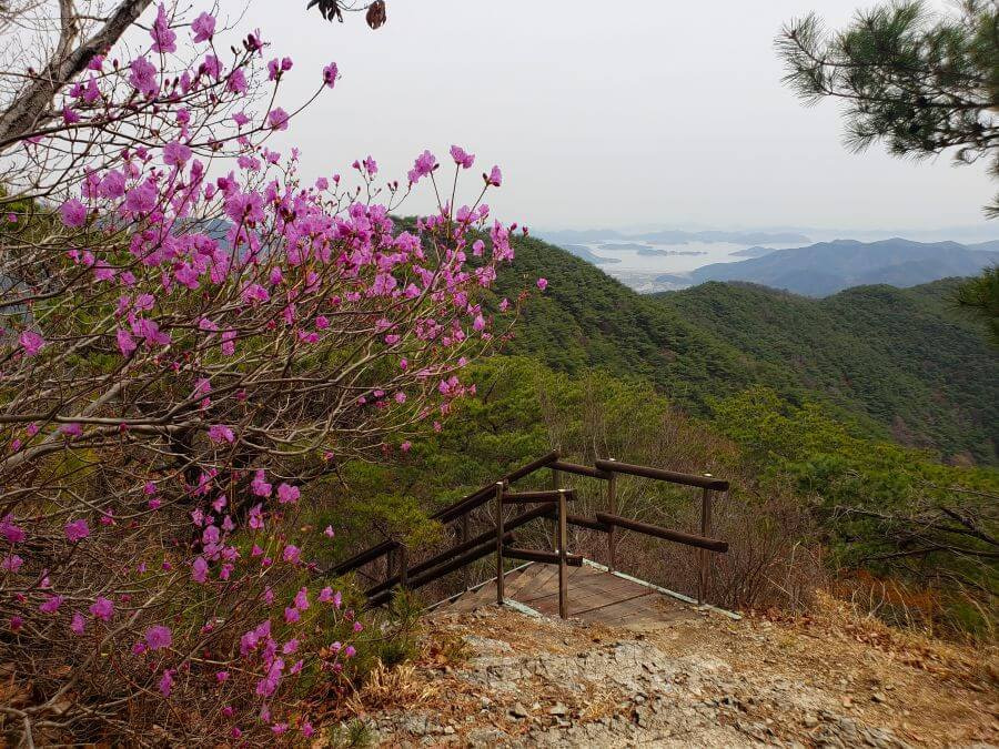 Pink flowers at the top of stairs on a mountainside