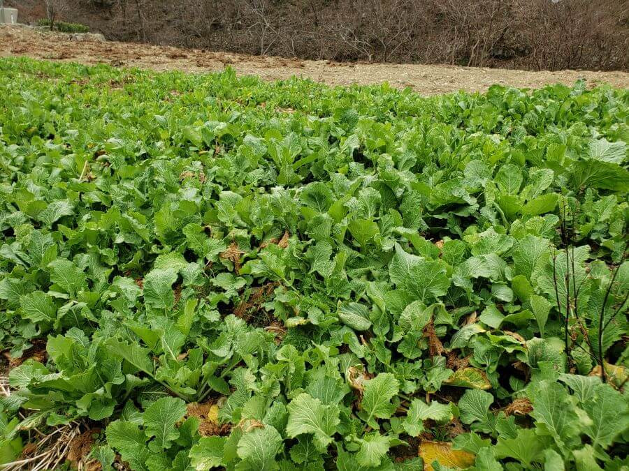 Radish growing in South Korea