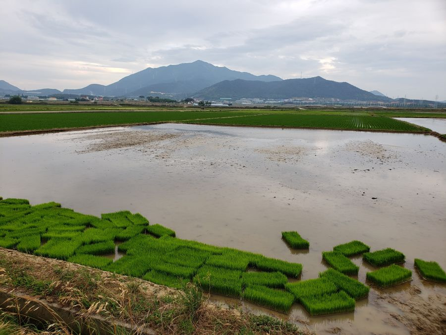 Rectangular clumps of rice sprouts in a flooded paddy in Korea
