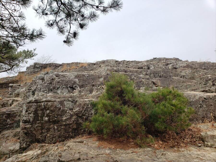 A small pine bush growing out of a broad, rocky slope at Jeokseoksan