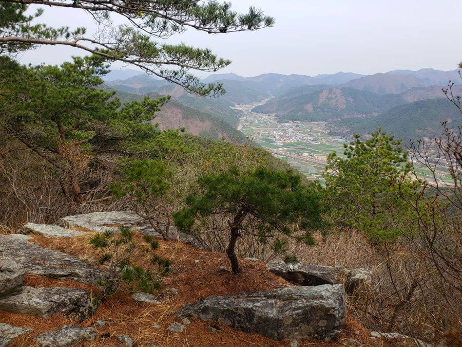 A small pine tree growing from rocks on a mountain ridge