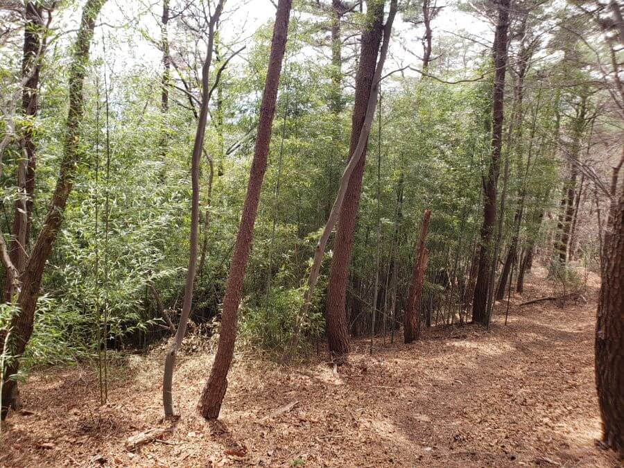 Sun shining through a bamboo forest