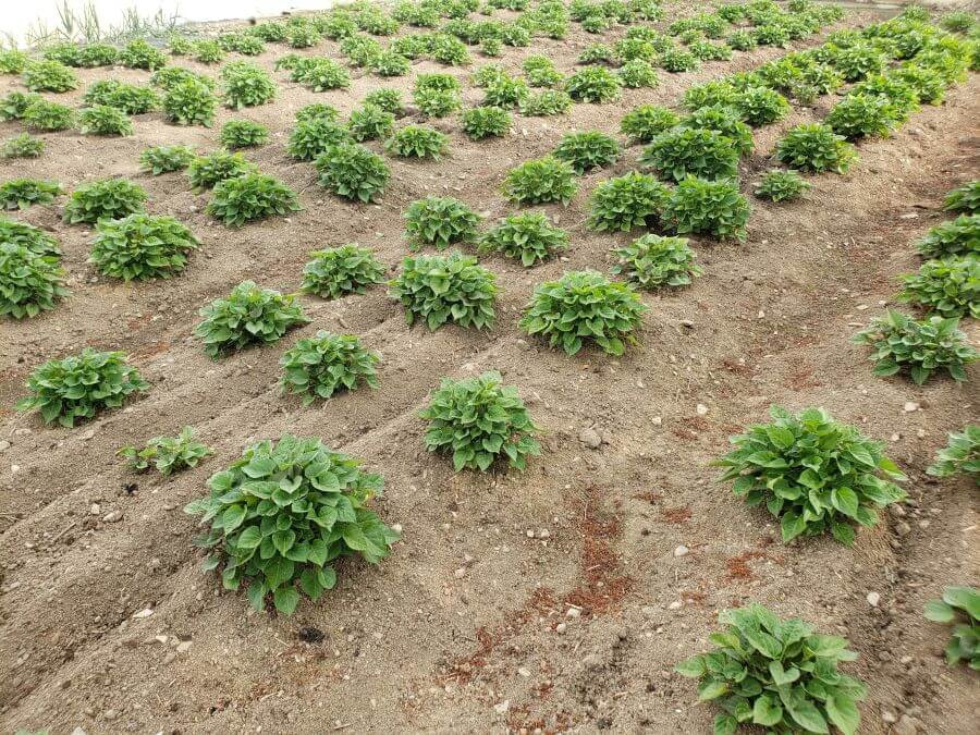 Sweet potato plants in a garden
