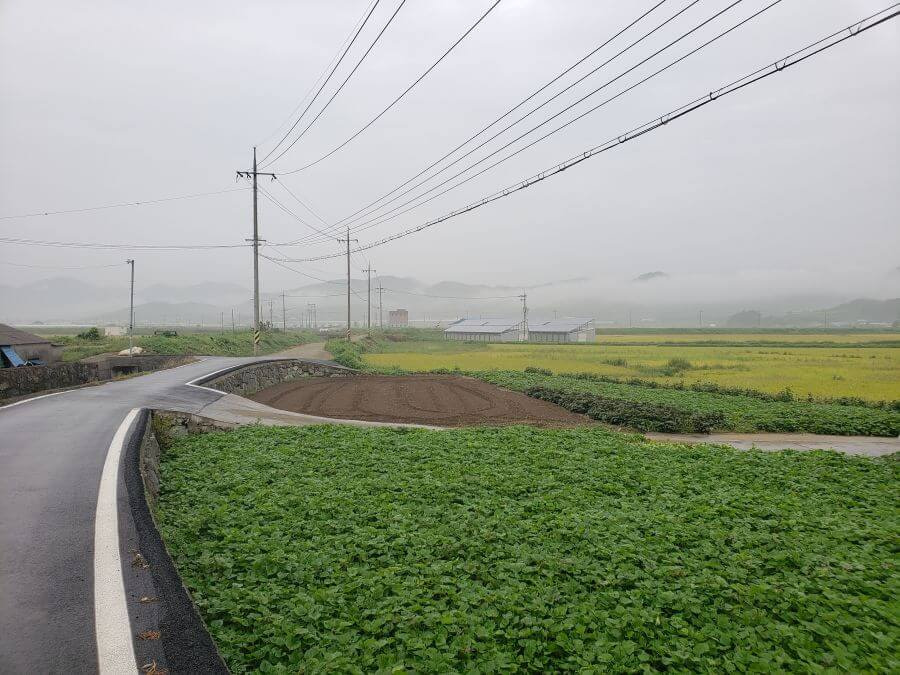 Sweet potatoes growing along a village road on a misty day