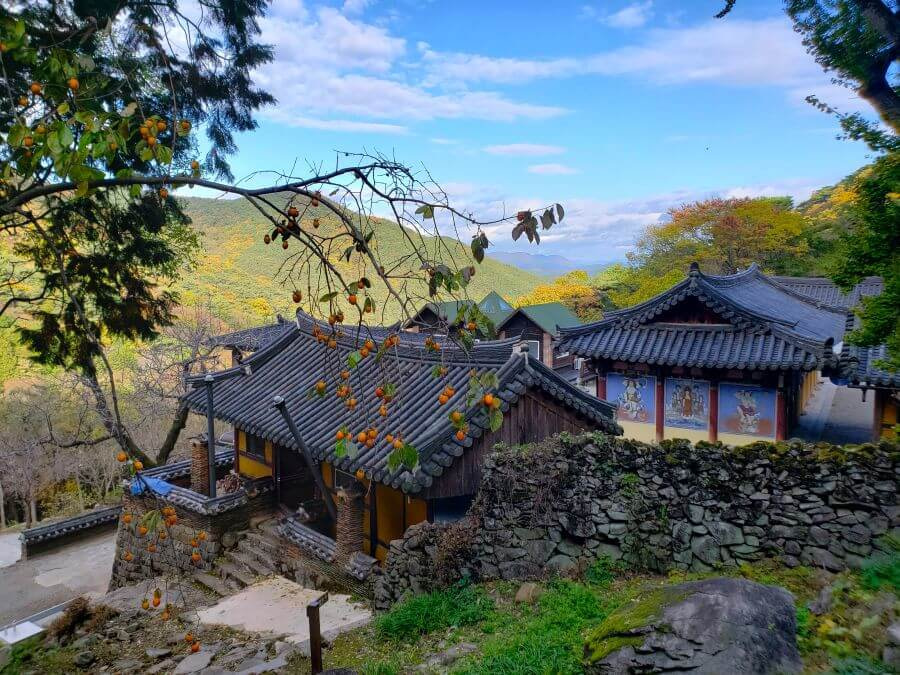 Persimmons growing on a tree next to a temple in Korea