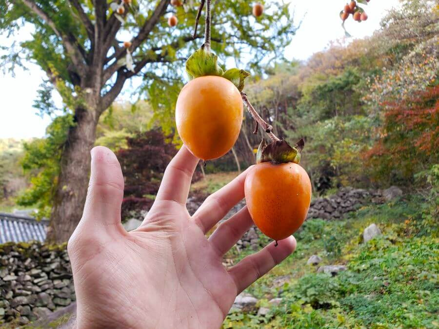 Hongshi persimmon fruits dangling on a tree