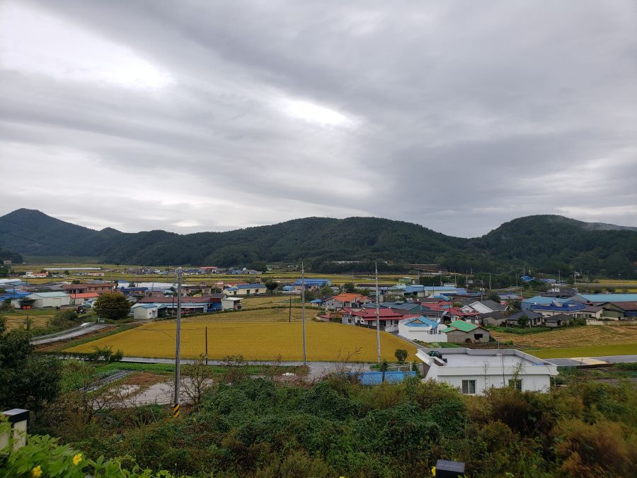 Golden rice fields in a village before harvest