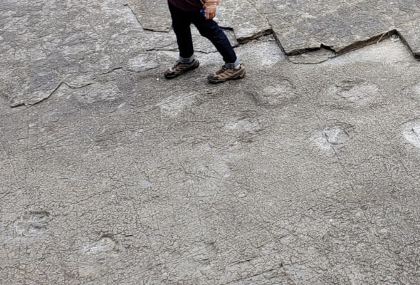 Walking in dinosaur footprints on rockbed